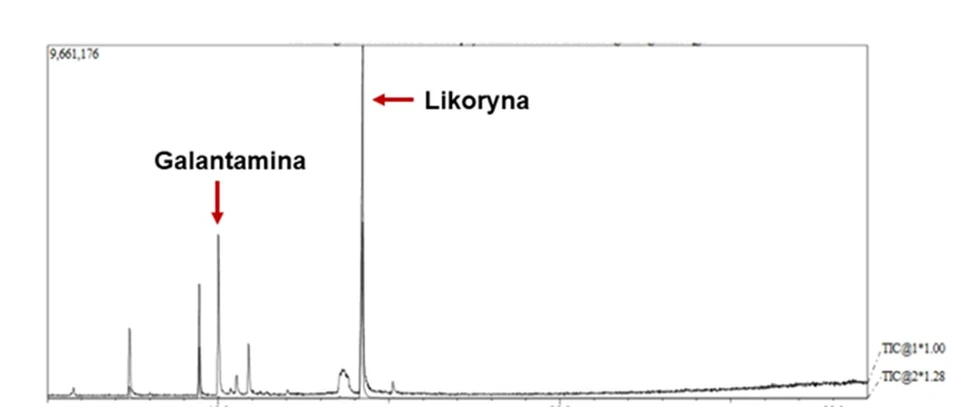 Chromatograficzny rozdział alkaloidów Amaryllidaceae. Ekstrakt z roślin  rosnących w temperaturze