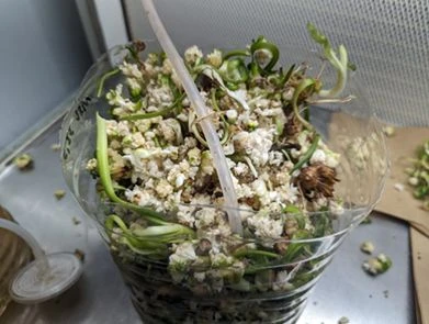 Produkcja zarodków somatycznych w bioreaktorach
