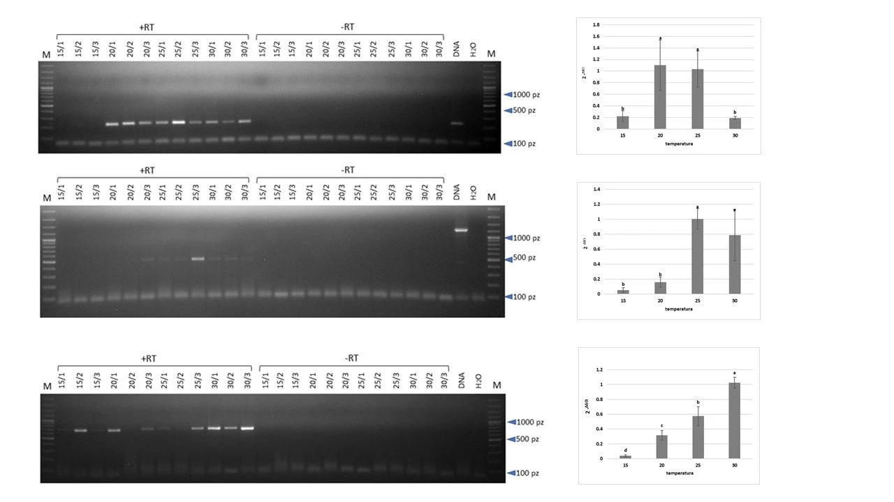 Analizy RT-PCT i Real-time PCR