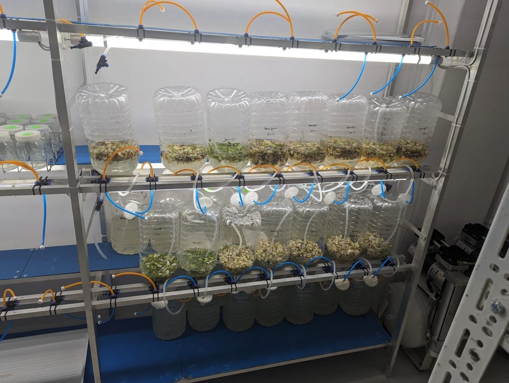 Produkcja cebul w bioreaktorze
